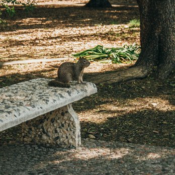 Overfelt Gardens Park - I swear the squirrel was posing for the shot - Parks Near Me - San Jose, California Overfelt Gardens Park - I swear the squirrel was posing for the shot - Parks Near Me - San Jose, California