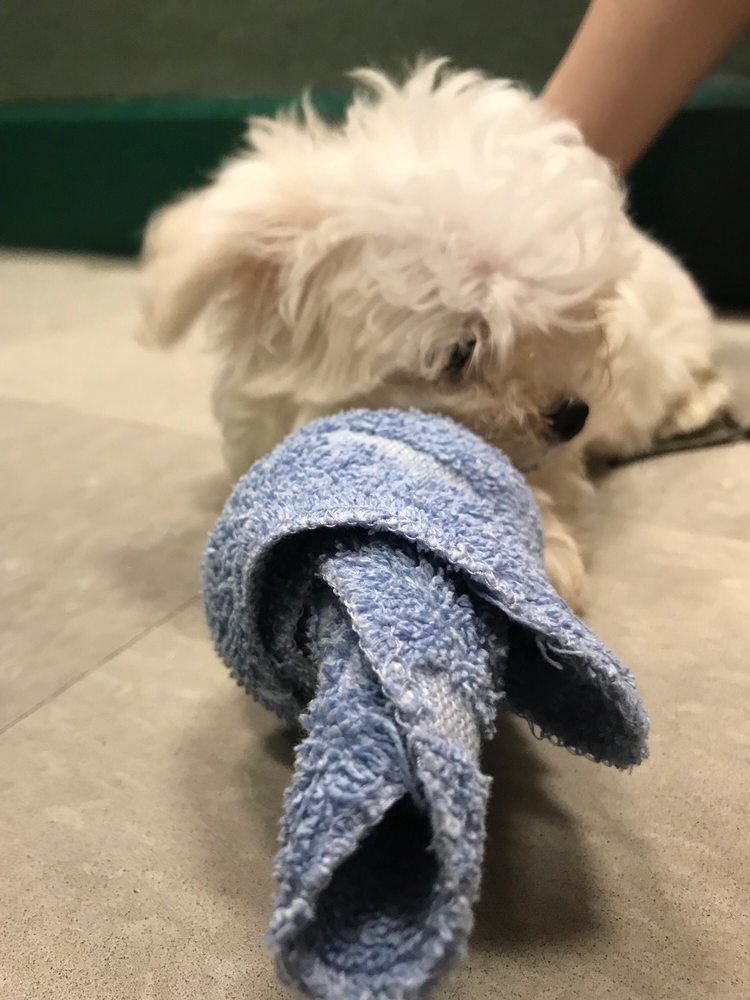 PETLAND SAN ANTONIO VINEYARD 33 Photos & 48 Reviews Pet Stores