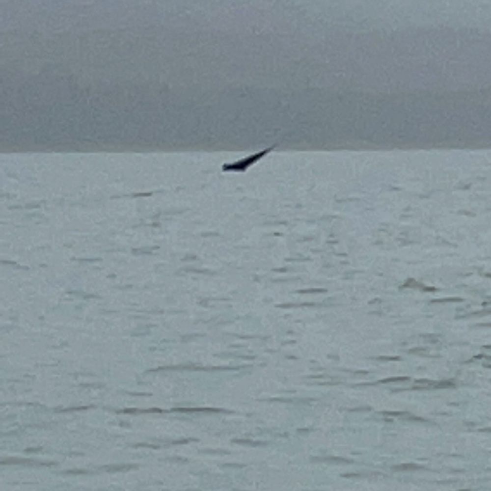 Alaska Galore Tours - Whale Watching Tours Near Me - Juneau, Alaska Alaska Galore Tours - Whale Watching Tours Near Me - Juneau, Alaska