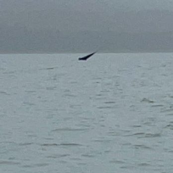 Alaska Galore Tours - Whale Watching Tours Near Me - Juneau, Alaska Alaska Galore Tours - Whale Watching Tours Near Me - Juneau, Alaska