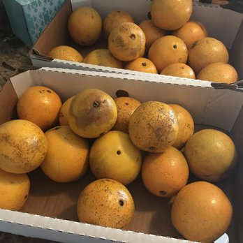 Yellow Banks Groves - Fruits & Veggies Near Me - Largo, Florida Yellow Banks Groves - Fruits & Veggies Near Me - Largo, Florida
