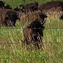 Harden Bison Ranch - Bison