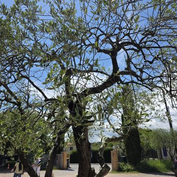 Espace Terroirs - An 80 year old olive tree - Olive Oil Near Me - Grasse, 06