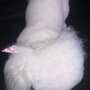 Nikki's Pet Spa - So soft/fluffy! - Pet Groomers Near Me - Norco, California Nikki's Pet Spa - So soft/fluffy! - Pet Groomers Near Me - Norco, California