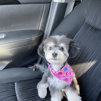 Blue Pooch  - Pet Groomers Near Me - Los Angeles, California