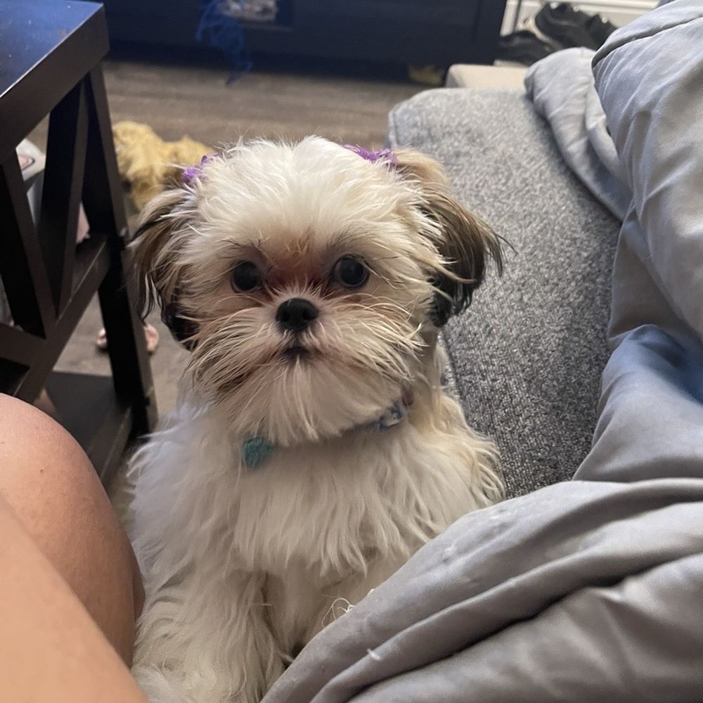 Paws At Main - Riverside - 2 days after 1st paws at main apt. - Pet Groomers Near Me - Riverside, California Paws At Main - Riverside - 2 days after 1st paws at main apt. - Pet Groomers Near Me - Riverside, California