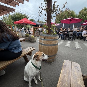 Urban Family Brewing - Dog on patio - Breweries Near Me - Seattle, Washington Urban Family Brewing - Dog on patio - Breweries Near Me - Seattle, Washington