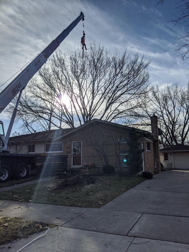JDC TREE SERVICE Updated August 2024 22 Photos Livonia, Michigan