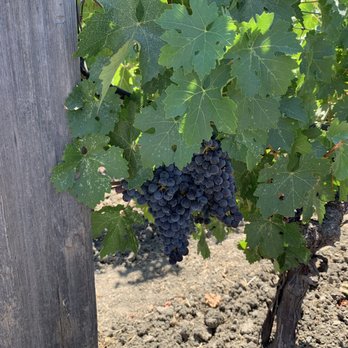 Opus One Winery - Wineries Near Me - Oakville, California