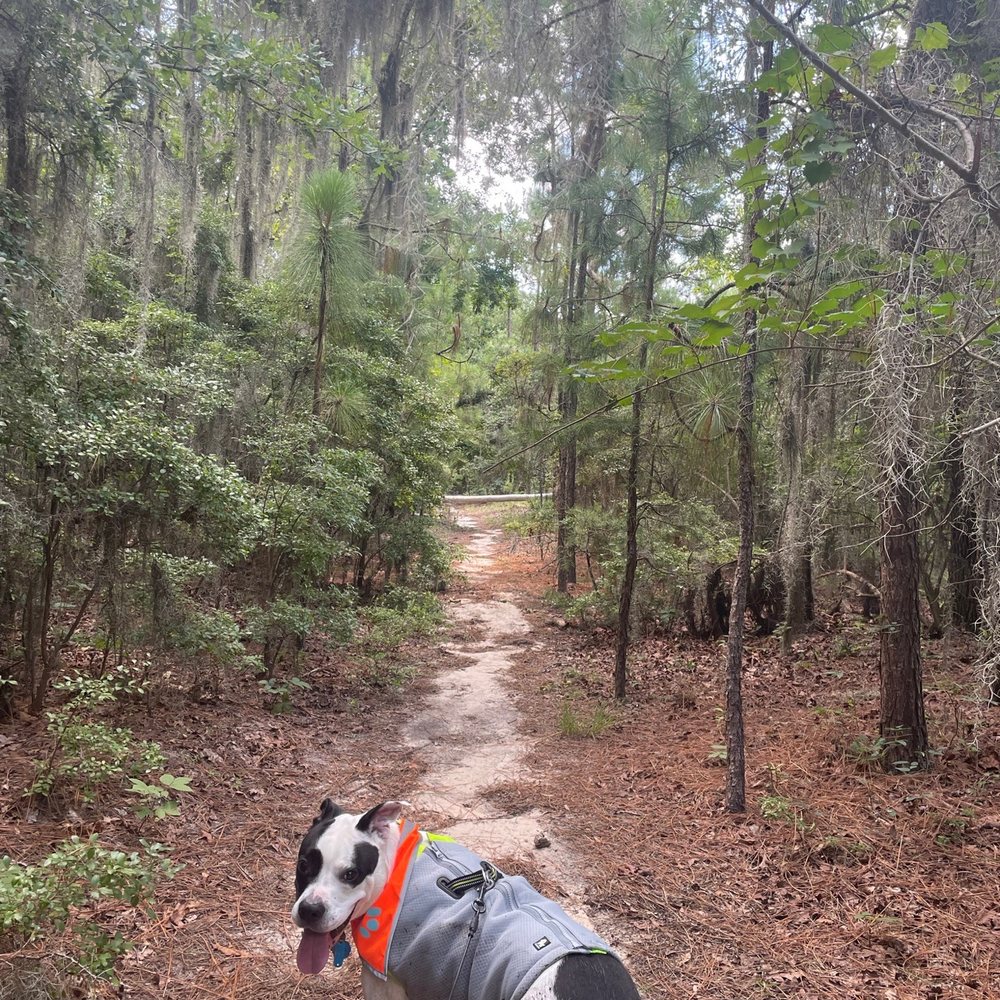 Poinsett State Park - He's mad, and he's muddy, but he would be heartbroken if he didn't go... Cooling vest for the win! - Parks Near Me - Wedgefield, South Carolina Poinsett State Park - He's mad, and he's muddy, but he would be heartbroken if he didn't go... Cooling vest for the win! - Parks Near Me - Wedgefield, South Carolina