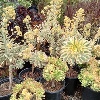 A&A Nursery - Sunburst aeonium, large sizes - Nurseries & Gardening Near Me - Los Angeles, California