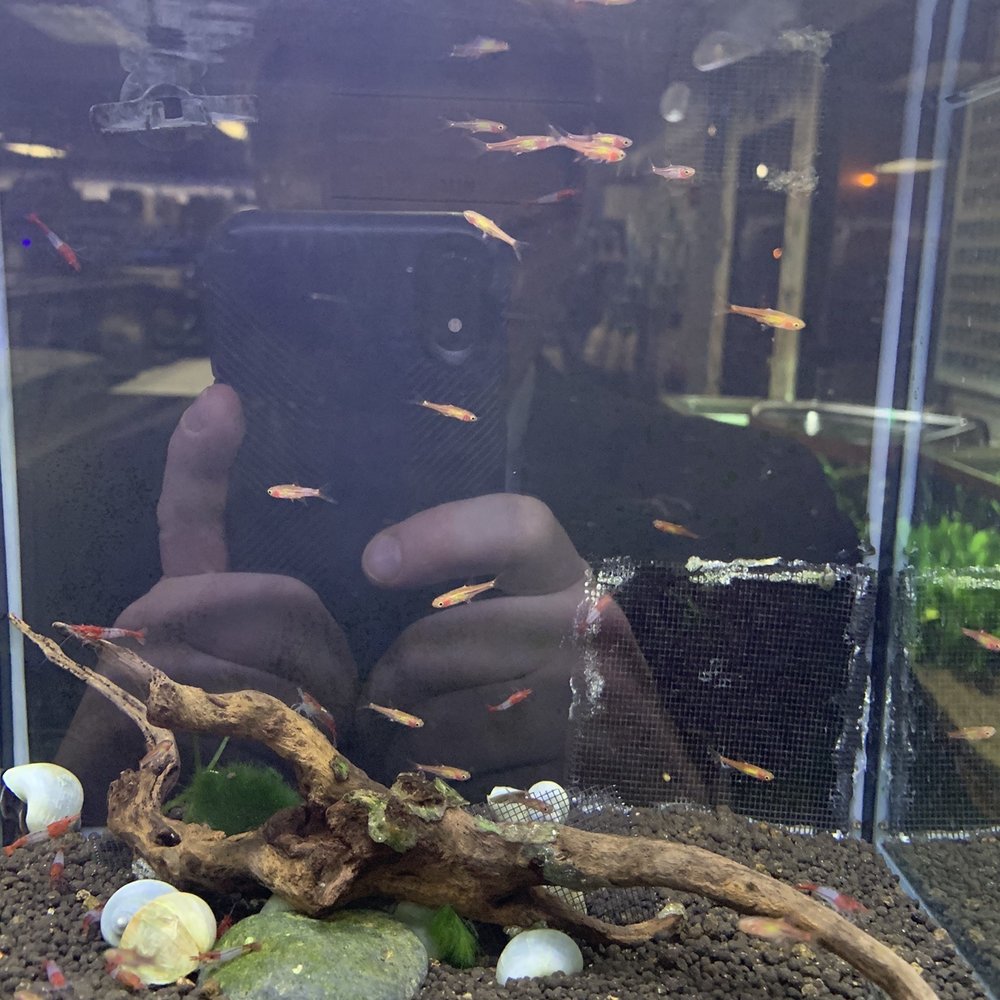 Aquatic Critter - Chili rasboras - Aquarium Services Near Me - Nashville, Tennessee