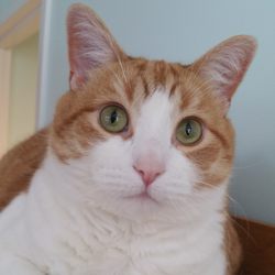 vca countryside animal hospital of hamburg