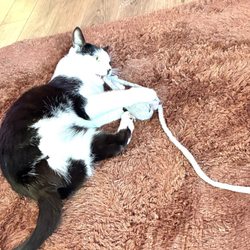 Fresh52 Farmers & Artisan Market - My rescue cat with his new Wool Cats toy