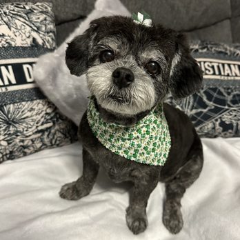 Easy Breezy Pet Groom & Grub - My 11 year old shih tzu after she was groomed at Easy Breezy. - Pet Stores Near Me - La Mesa, California Easy Breezy Pet Groom & Grub - My 11 year old shih tzu after she was groomed at Easy Breezy. - Pet Stores Near Me - La Mesa, California