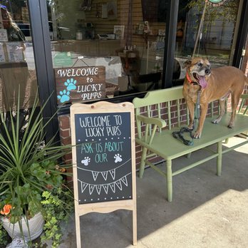 Lucky Pups Pet Wash - Pet Groomers Near Me - Chesapeake, Virginia Lucky Pups Pet Wash - Pet Groomers Near Me - Chesapeake, Virginia