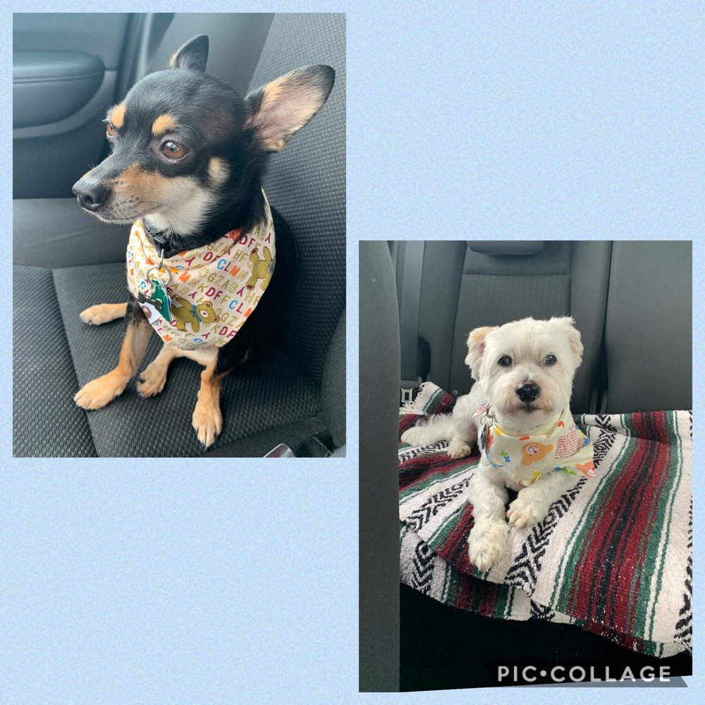 FOUR LEGGERS DOGGIE DAYCARE 22 Photos & 19 Reviews 950 Cummings Ctr