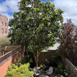 Dmitri Tioupine Tree Care and Preservation