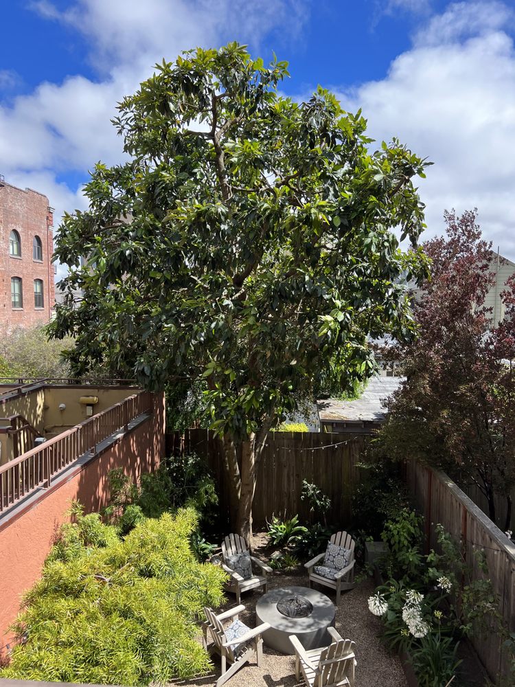 Dmitri Tioupine Tree Care and Preservation - tree service in San Francisco, CA