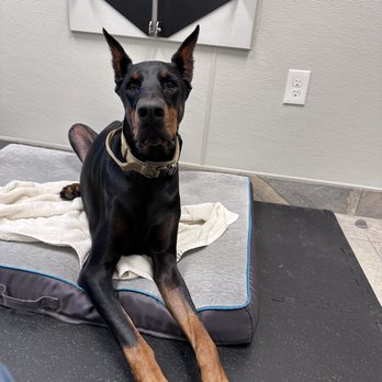 Surgipet - Surgery Center for Pets - 1 month after the surgery. A visit to see therapist. - Veterinarians Near Me - Carlsbad, California Surgipet - Surgery Center for Pets - 1 month after the surgery. A visit to see therapist. - Veterinarians Near Me - Carlsbad, California