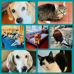 Journeys End Animal Sanctuary