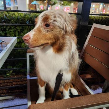 Fire Wings - Dog friendly patio - Chicken Wings Near Me - Delta Shores, California Fire Wings - Dog friendly patio - Chicken Wings Near Me - Delta Shores, California