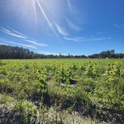 Wesley Wells Farm - Sunflower fields