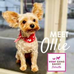 Woof Gang Bakery & Grooming Palmetto