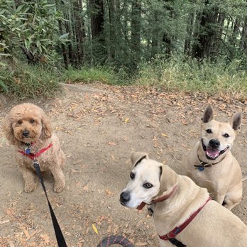 Karen's Pet Kare - Dog Walkers Near Me Karen's Pet Kare - Dog Walkers Near Me