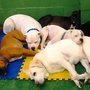 Photo of Bow Wow Doggie Daycare