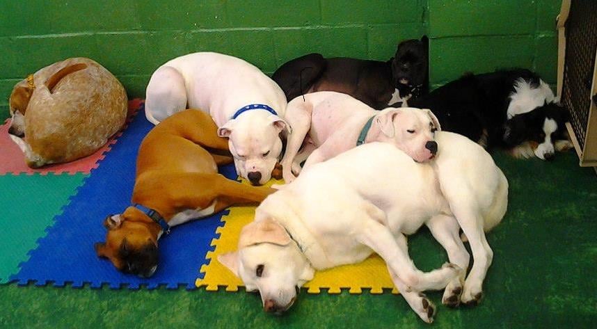 Bow Wow Doggie Daycare - pet boarding facility in Pittsburgh, PA