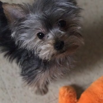 Puppy Boutique - Pet Stores Near Me - Brooklyn, New York Puppy Boutique - Pet Stores Near Me - Brooklyn, New York