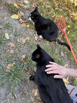 Willowbrook Apple Farm by null