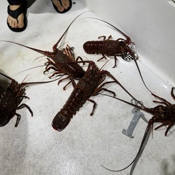 Breakwall Fishing Charters - Yum! Dinner for tomorrow night! - Fishing Near Me - Long Beach, California Breakwall Fishing Charters - Yum! Dinner for tomorrow night! - Fishing Near Me - Long Beach, California