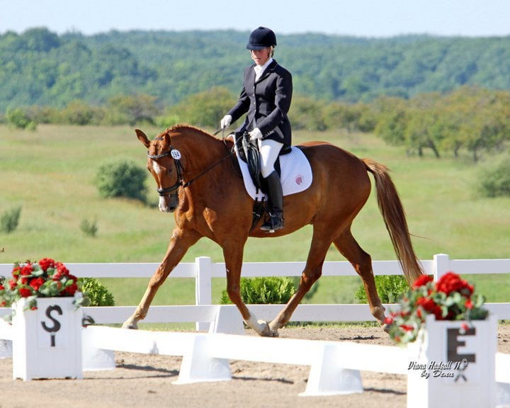 Brilliant Reflection Farm - equestrian in Ortonville, MI