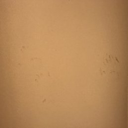 Poop from the plumbers hands.