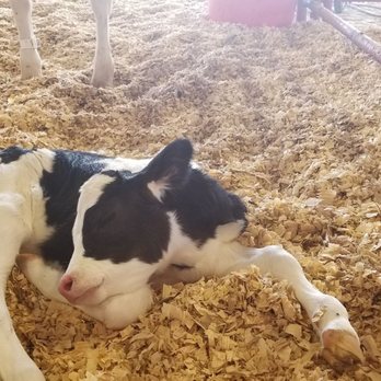 South Florida Fair - Baby calf just born - Festivals Near Me - West Palm Beach, Florida South Florida Fair - Baby calf just born - Festivals Near Me - West Palm Beach, Florida
