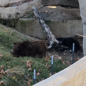 CALM Zoo - California brown and black bears - Zoos Near Me - Bakersfield, California