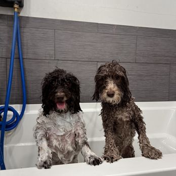 Upper Cape Pet Services - Pet Sitting Near Me - Falmouth, Massachusetts
