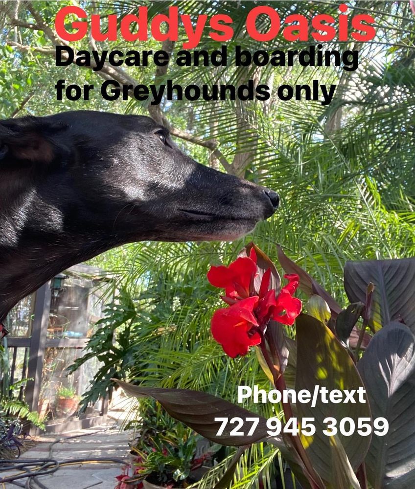 Guddys Oasis - pet boarding facility in St. Petersburg, FL