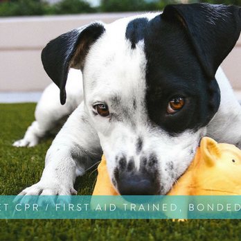 Petey's Playhouse - Dog Walkers Near Me - Lenexa, Kansas Petey's Playhouse - Dog Walkers Near Me - Lenexa, Kansas