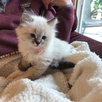 Daisley Siberians - Siberian kitten - Pet Breeders Near Me Daisley Siberians - Siberian kitten - Pet Breeders Near Me