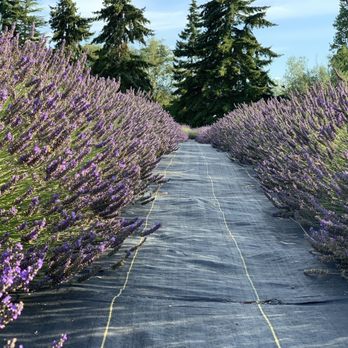 Lavender Connection - Gift Shops Near Me - Sequim, Washington Lavender Connection - Gift Shops Near Me - Sequim, Washington