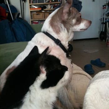 Sit + Stay Over - Irma & Chole lounge on the sofa watching TV.  Ok, ok, maybe they are staring at a bag of treats. - Dog Walkers Near Me - Adelphi, Maryland