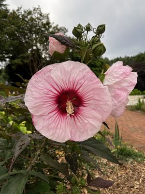 Daniel Stowe Conservancy by null