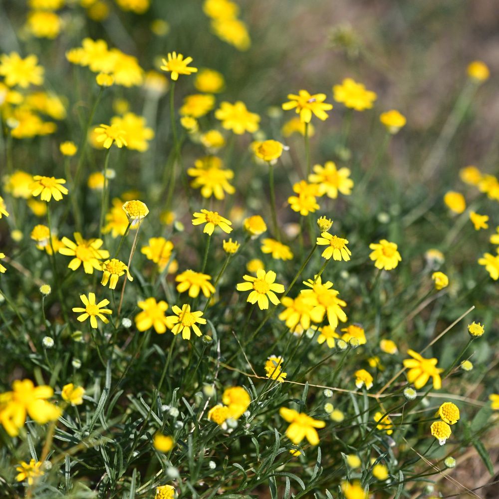 Tres Lunas Resort - Although the peak wildflower season had passed for our visit, there were still plenty of blooms to view and photograph. - Bed & Breakfast Near Me - Mason, Texas