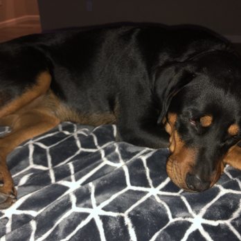 Animal Oasis - When Animal O opening back UP dad! - Pet Groomers Near Me - Reno, Nevada Animal Oasis - When Animal O opening back UP dad! - Pet Groomers Near Me - Reno, Nevada