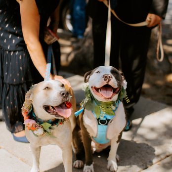 NPD Events - dog collars for my babies made by NPD - Wedding Planning Near Me - Tustin, California NPD Events - dog collars for my babies made by NPD - Wedding Planning Near Me - Tustin, California
