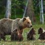 Photo of Backcountry Safaris