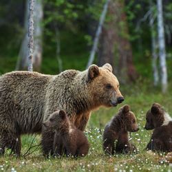 Backcountry Safaris